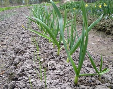 Do I need to scoop up the soil from the heads of garlic before harvesting?