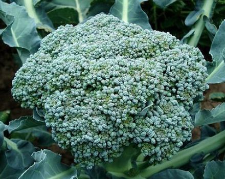 Raisons pour lesquelles le brocoli peut changer de couleur et ce que vous pouvez faire