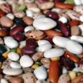 Planting, growing and caring for beans outdoors, when to harvest and how to save for the winter