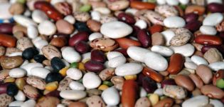 Planting, growing and caring for beans outdoors, when to harvest and how to save for the winter