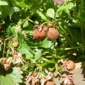 Sebab mengapa strawberi tidak berubah menjadi merah dan kering, apa yang perlu dilakukan