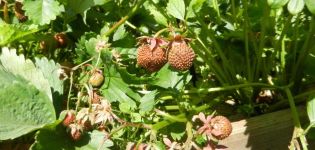 Sebab mengapa strawberi tidak berubah menjadi merah dan kering, apa yang perlu dilakukan