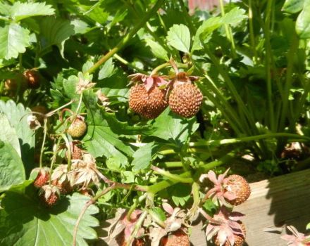 Reasons why strawberries do not turn red and dry, what to do