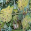 Why do potato leaves turn yellow from below and what to do?