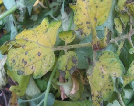 Why do potato leaves turn yellow from below and what to do?