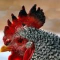 Why does a rooster or chicken have black spots on the comb, causes of the disease and methods of treatment