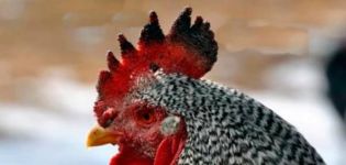 Pourquoi un coq ou un poulet a-t-il des taches noires sur le peigne, les causes de la maladie et les méthodes de traitement