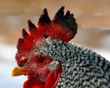 ¿Por qué un gallo o pollo tiene manchas negras en el panal, causas de la enfermedad y métodos de tratamiento?