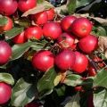 Description of the varieties and characteristics of the Pionerka apple variety, the rules for growing in the regions