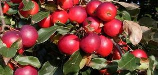 Description of the varieties and characteristics of the Pionerka apple variety, the rules for growing in the regions