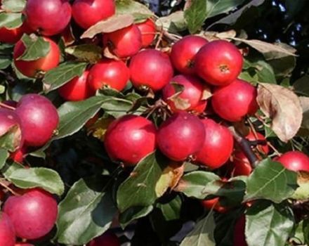 Description des variétés et caractéristiques de la variété de pomme Pionerka, les règles de culture dans les régions