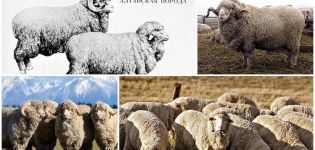 Description et caractéristiques de la race ovine de l'Altaï, règles pour leur élevage