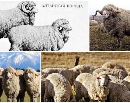 Description and characteristics of Altai sheep breed, rules for their breeding