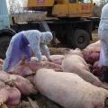 Causes et symptômes de la peste porcine africaine, danger pour l'homme et comment elle se transmet