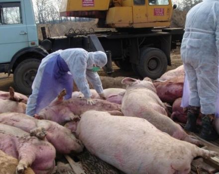 Causes and symptoms of African swine fever, danger to humans and how it is transmitted