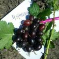 Description and characteristics of the gooseberry variety Chernomor, planting and care