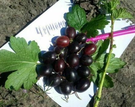 Descripción y características de la variedad de grosella espinosa Chernomor, plantación y cuidado.