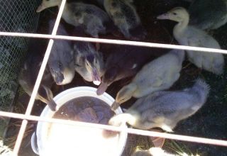 Do ducklings need light at night and how much to turn it on, the main requirements