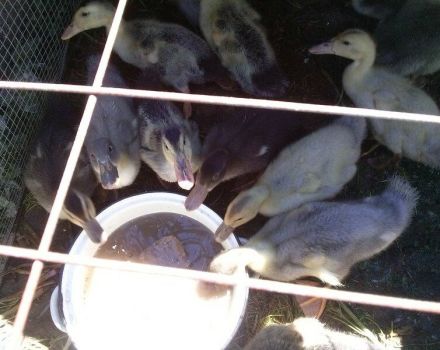 Do ducklings need light at night and how much to turn it on, the main requirements