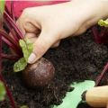 When to remove beets from the garden for storage, how many days do they grow