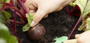 When to remove beets from the garden for storage, how many days do they grow