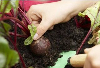 When to remove beets from the garden for storage, how many days do they grow