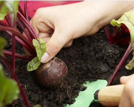 Bila hendak mengeluarkan bit dari kebun untuk disimpan, berapa hari ia tumbuh