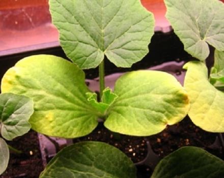 Pourquoi les feuilles de courgettes jaunissent en pleine terre: que faire