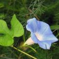 Planter et entretenir la gloire du matin vivace, les variétés et les règles pour la culture en plein champ