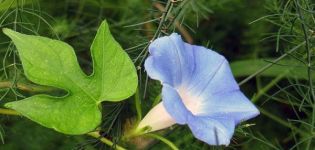 Planting and caring for perennial morning glory, varieties and rules for growing in the open field