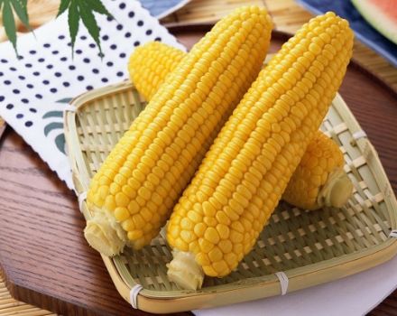 Health benefits and harms of corn, medicinal properties and contraindications