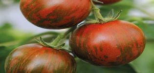 Caractéristiques et description de la variété de tomate Striped Flight, avis de jardiniers