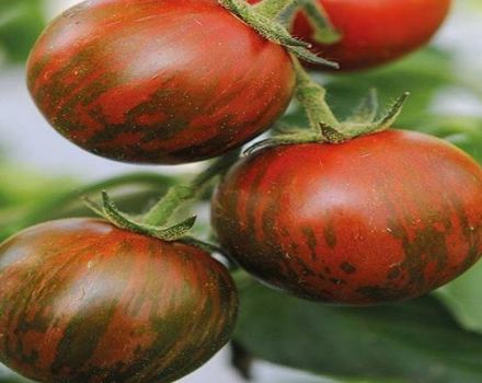 Characteristics and description of the tomato variety Striped flight, reviews of gardeners