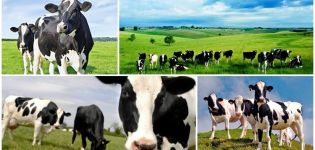 Description and characteristics of black-and-white cows, rules of keeping