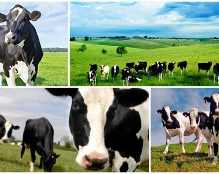 Description and characteristics of black-and-white cows, rules of keeping