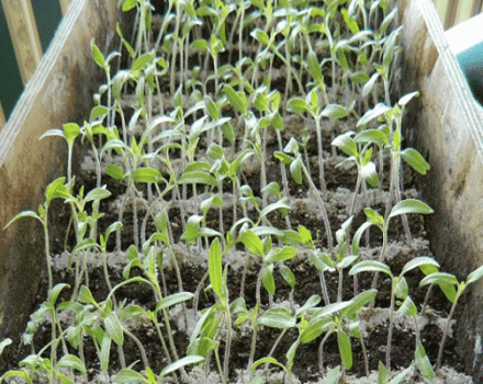 Bagaimana mahu memupuk abu dan memberi makan benih tomato di rumah?