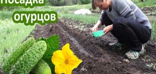 Is it possible to plant cucumbers on Trinity, and what date should it be done according to the national calendar