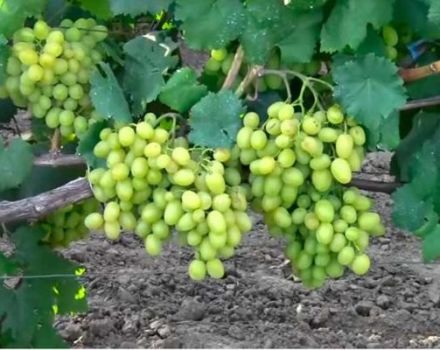 Description and characteristics of the Galahad grape variety, advantages and disadvantages