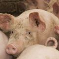 Description and symptoms of infection of pigs with cysticercosis, methods of treatment of finnosis