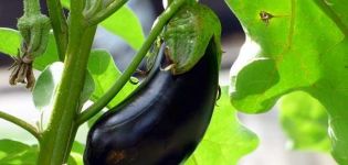 Description of the Ultra Early F1 eggplant variety, its characteristics and yield