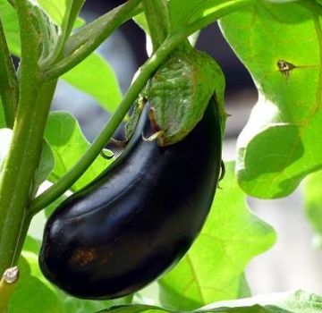 Description de la variété d'aubergine Ultra Early F1, ses caractéristiques et son rendement