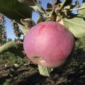 Description de la variété de pomme en colonne Favorit, avantages et inconvénients