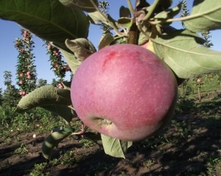 Descripción de la variedad de manzana columnar Favorit, ventajas y desventajas.