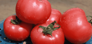 Description of the tomato variety VP 1 f1, recommendations for growing and care