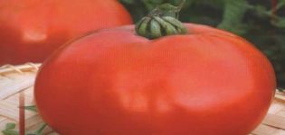 Description de la variété de tomate Handbag et ses caractéristiques