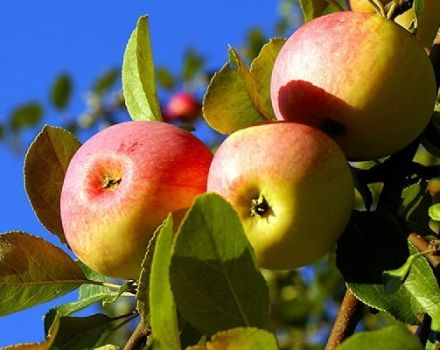 Description et principales caractéristiques du pommier Solntsedar et des régions de culture recommandées