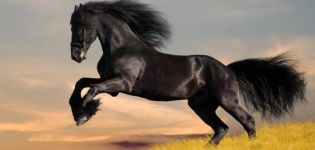 The history of the appearance and what is the difference between mustang horses, is it possible to tame a horse