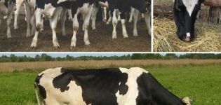 Features of feeding dry cows and the rate of concentrates in the diet