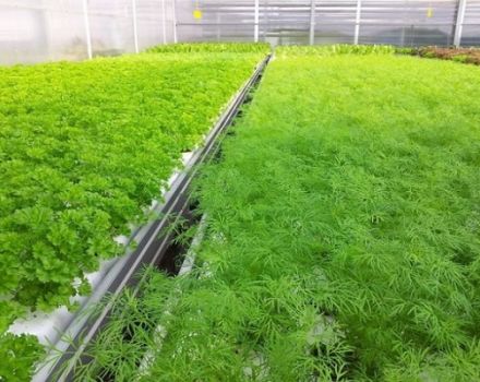 How to grow parsley hydroponically and how much it grows