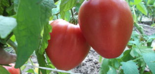 Characteristics and description of the tomato variety Lazyka, its yield